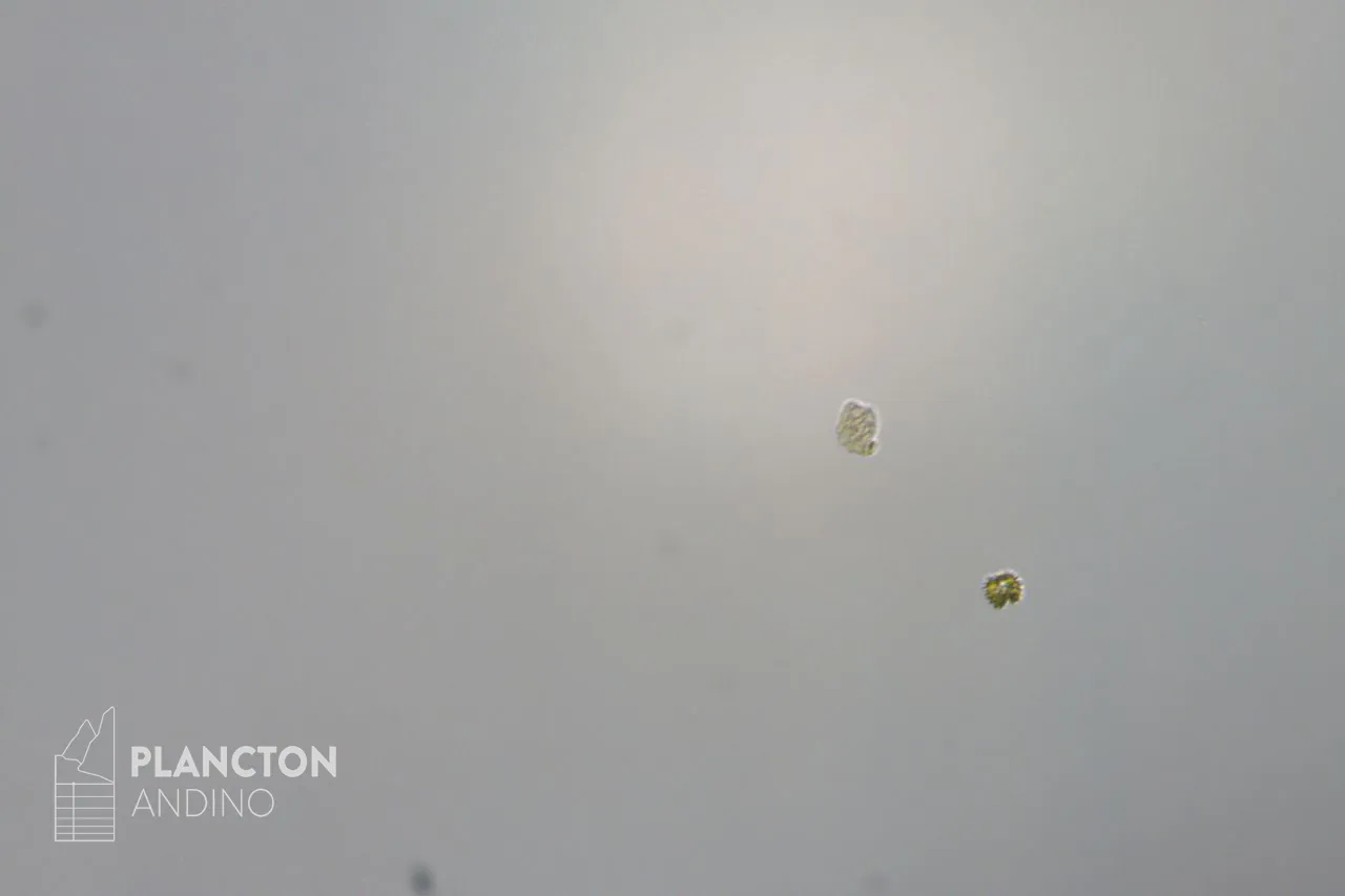 Imagen de la especie