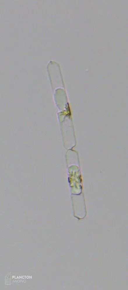 Dactyliosolen fragilissimus - Imagen 4