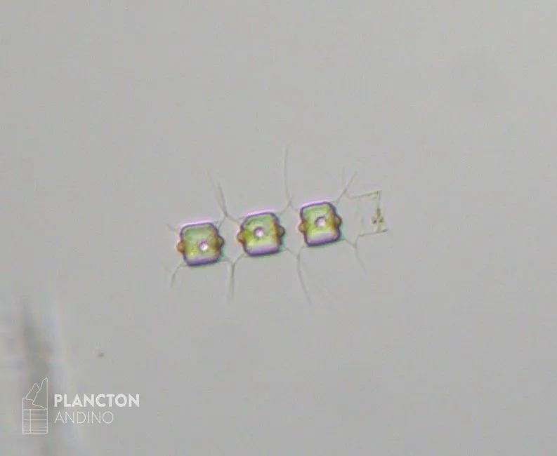 Chaetoceros didymus - Imagen 3