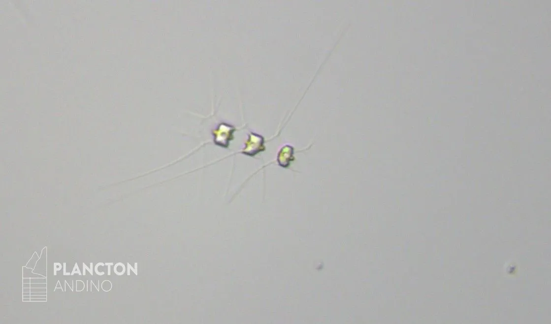 Chaetoceros didymus - Imagen 4