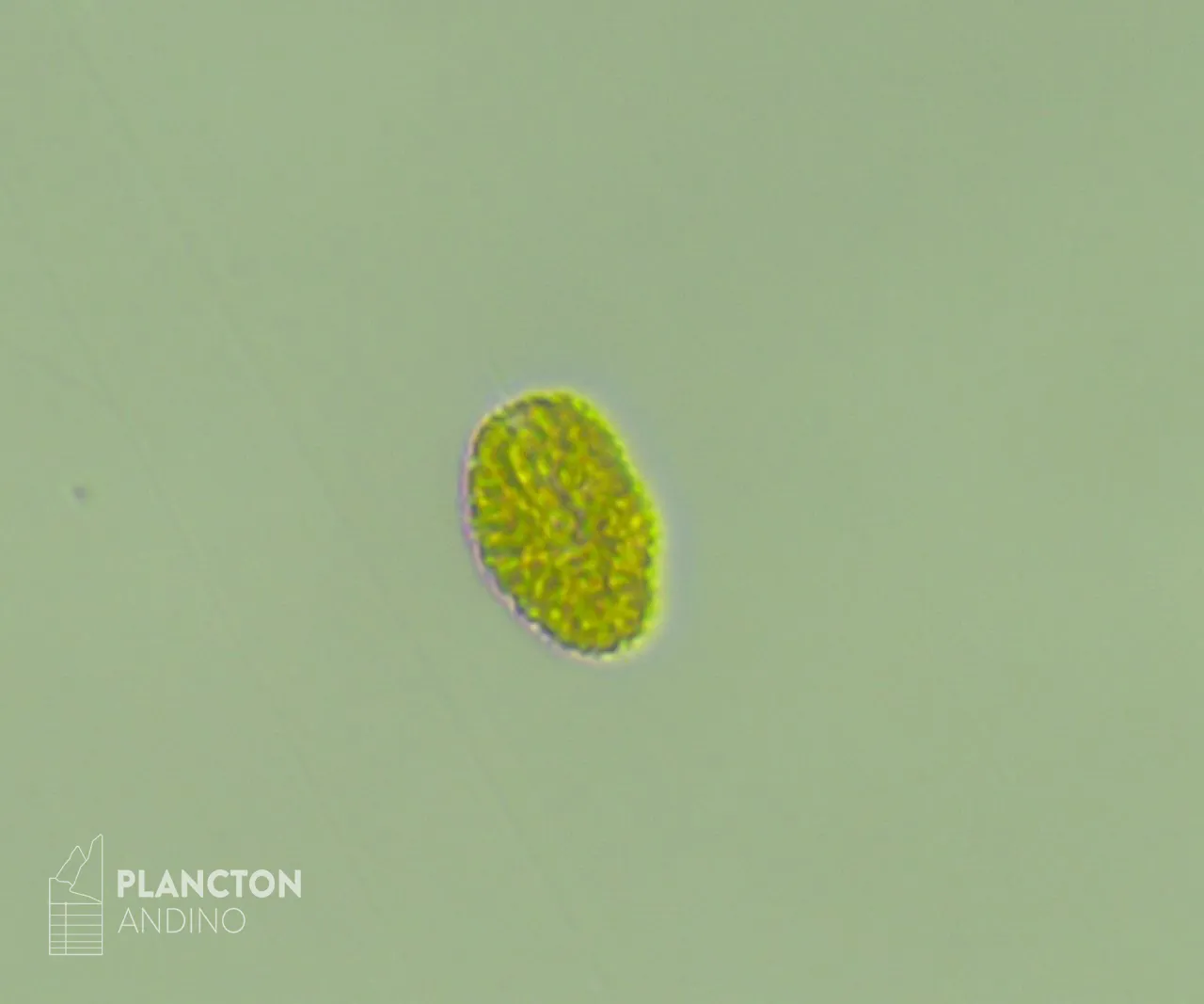 Imagen de la especie