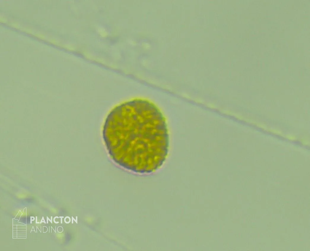 Pseudochattonella verruculosa - Imagen 1