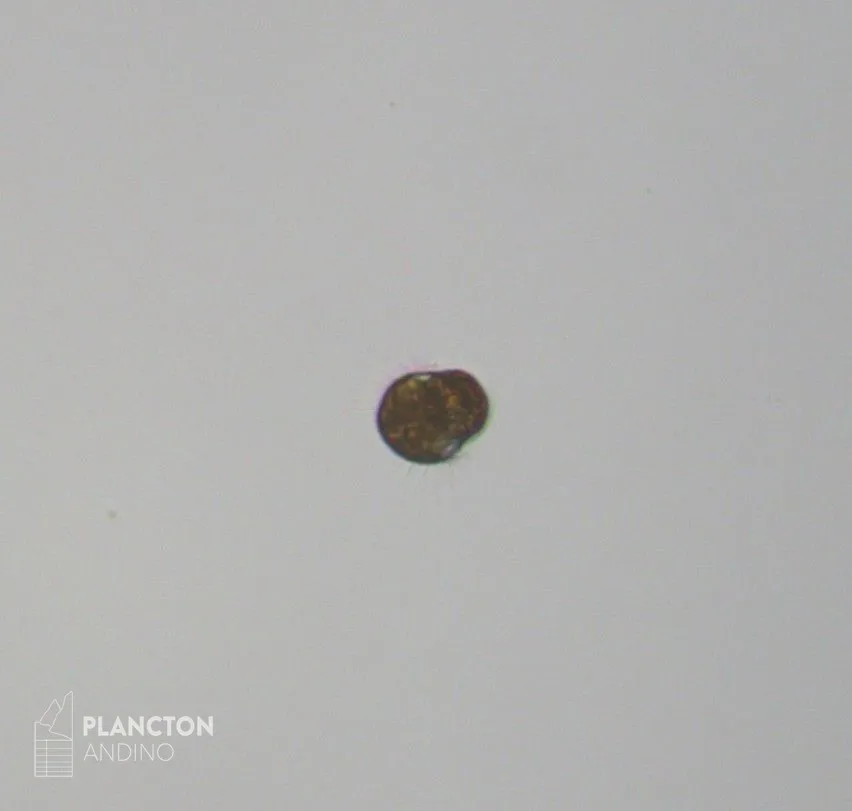 Imagen de la especie