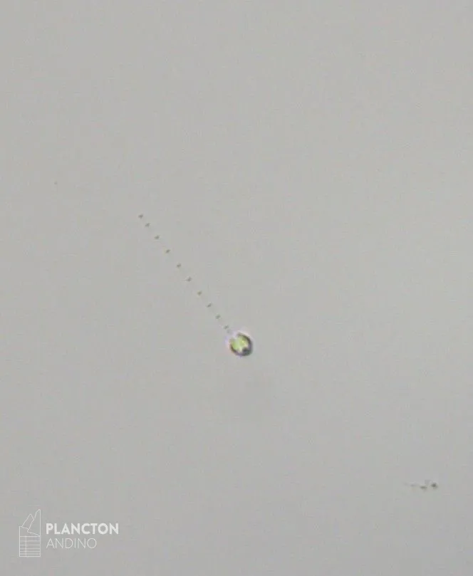 Chrysochromulina - Imagen 2