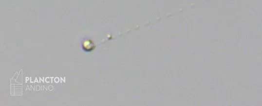 Chrysochromulina - Imagen 3