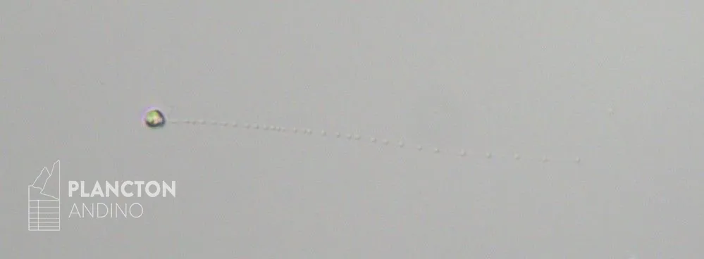 Chrysochromulina - Imagen 4