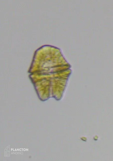 Akashiwo sanguinea - Imagen 3