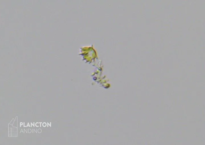 Imagen de la especie