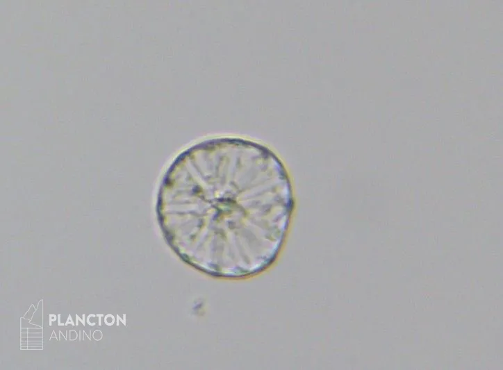 Asteromphalus - Imagen 2