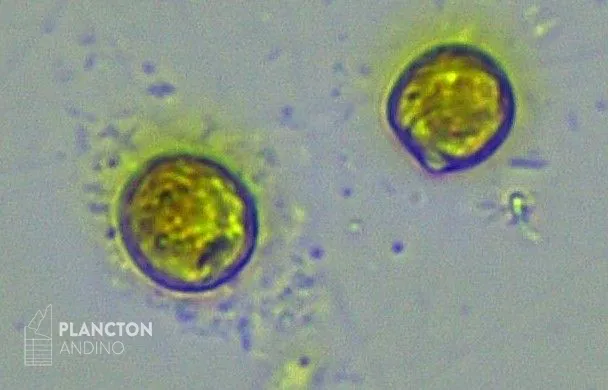 Heterosigma akashiwo - Imagen 2