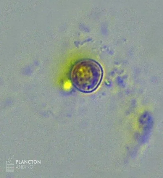 Heterosigma akashiwo - Imagen 3
