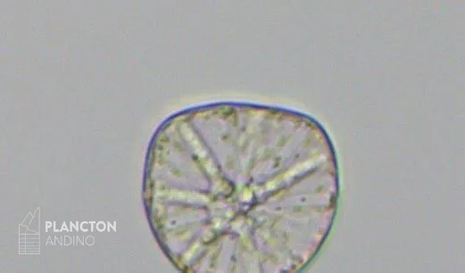 Asteromphalus - Imagen 3