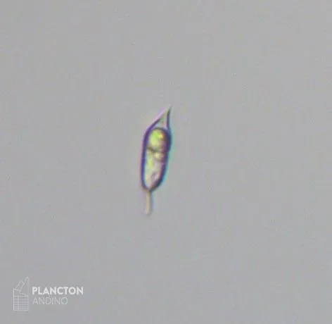 Imagen de la especie