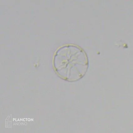 Asteromphalus - Imagen 4