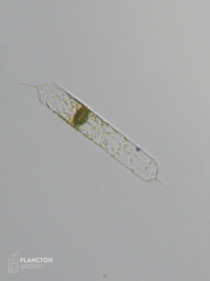 Imagen de la especie