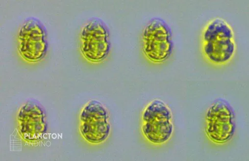 Dinophyceae - Imagen 1