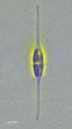 Bacillariaceae - Imagen 1