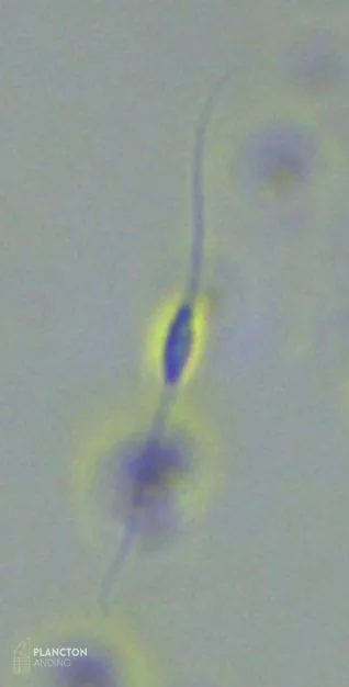 Bacillariaceae - Imagen 3