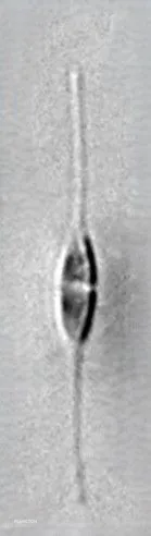 Bacillariaceae - Imagen 4