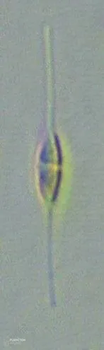 Bacillariaceae - Imagen 2