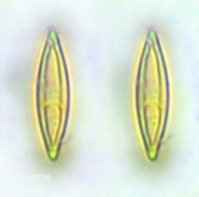 Bacillariophyceae - Imagen 4