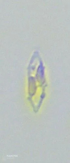 Bacillariophyceae - Imagen 3