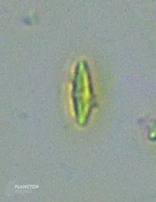 Bacillariophyceae - Imagen 2