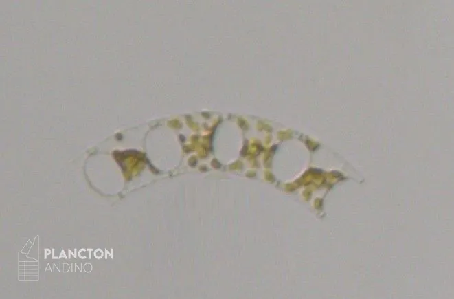 Imagen de la especie