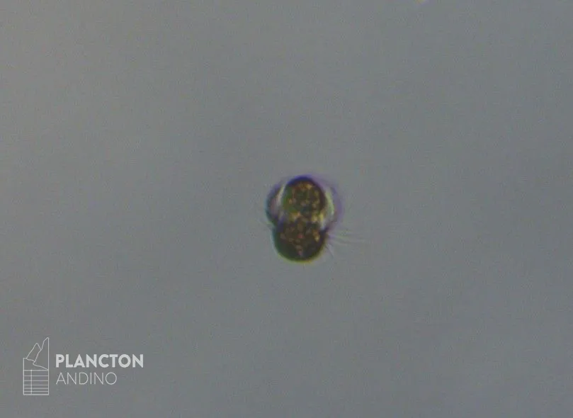 Mesodinium rubrum