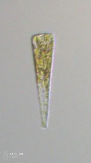 Licmophora - Imagen 1