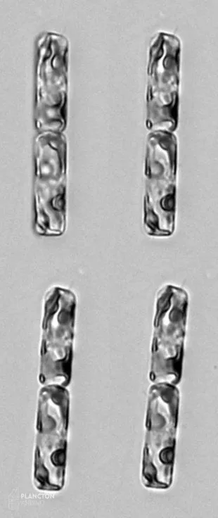 Guinardia delicatula