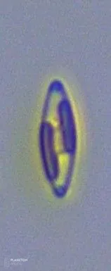 Bacillariophyceae - Imagen 1