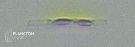 Leptocylindrus minimus - Imagen 1