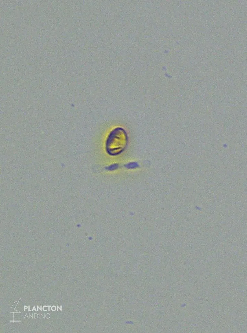 Leptocylindrus minimus - Imagen 2