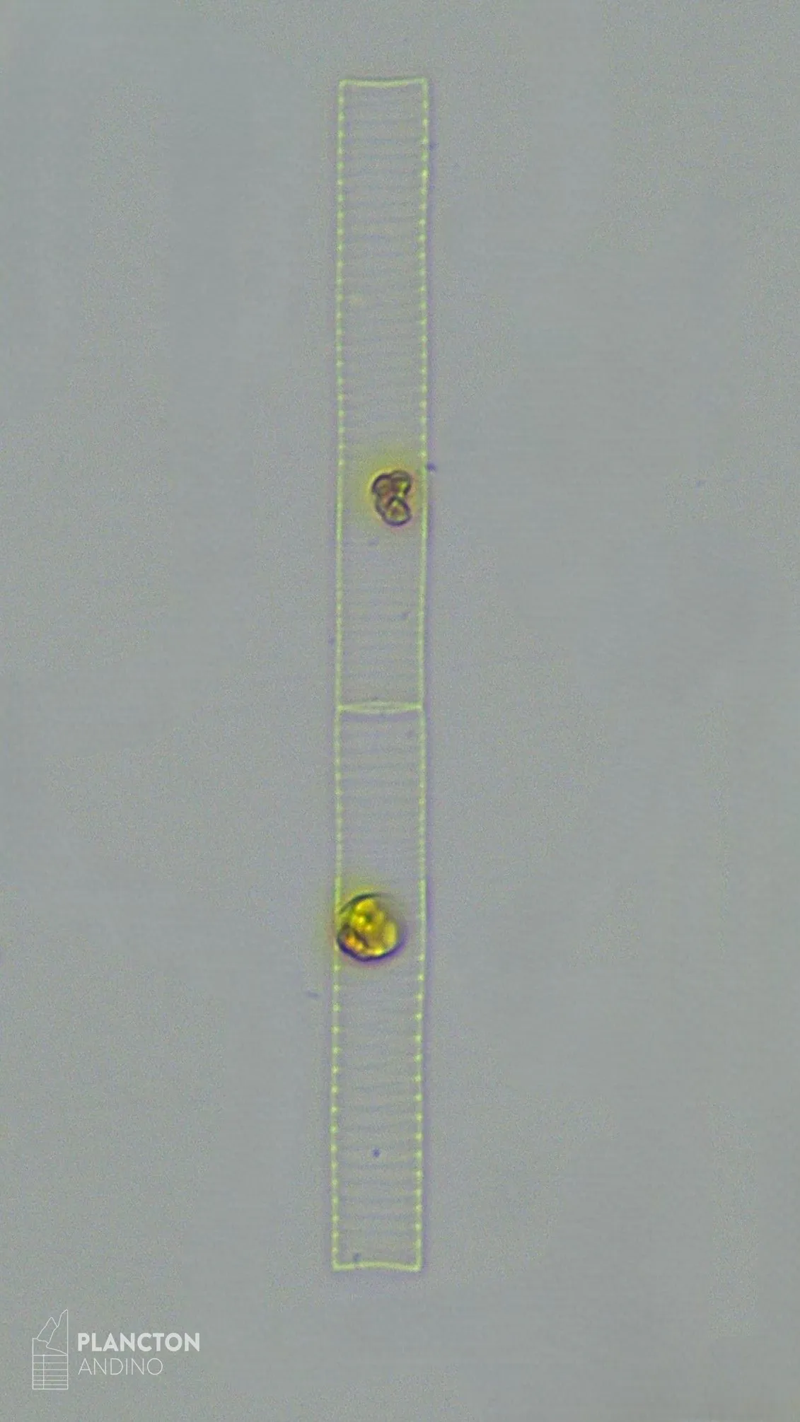 Dactyliosolen blavyanus
