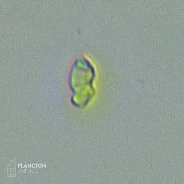 Dinophyceae
