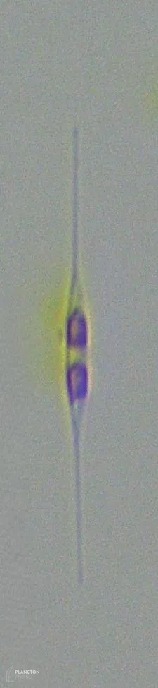 Cylindrotheca closterium