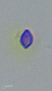 Protozoa - Imagen 1