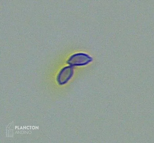 Protozoa - Imagen 2