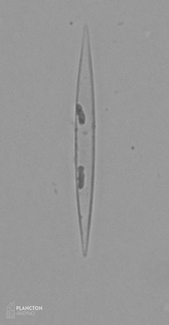 Bacillariophyceae - Imagen 3
