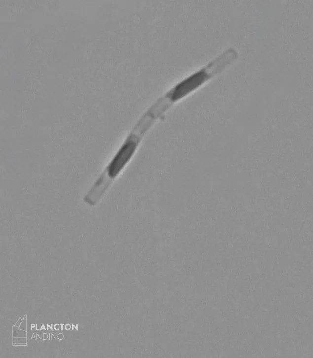 Leptocylindrus minimus - Imagen 3