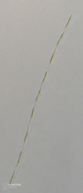 Leptocylindrus minimus