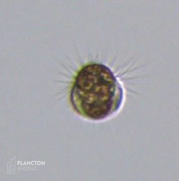 Mesodinium rubrum - Imagen 3