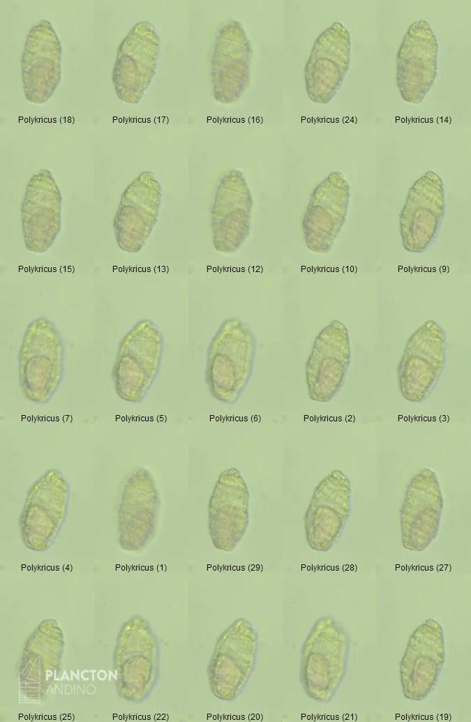 Imagen de la especie