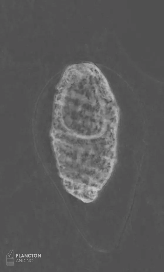Polykrikos - Imagen 1