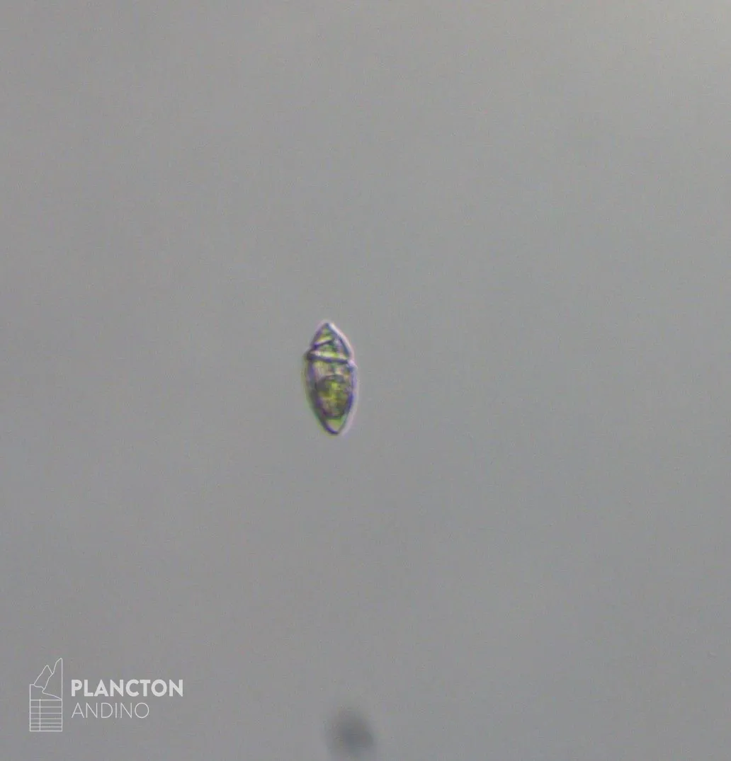 Katodinium - Imagen 2