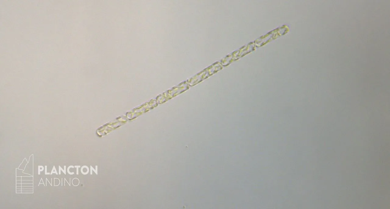 Dactyliosolen fragilissimus - Imagen 1
