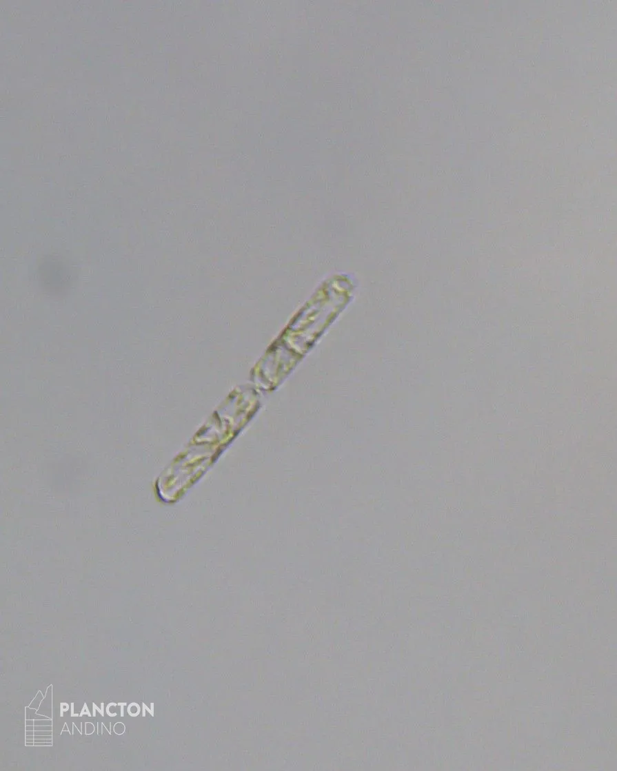 Dactyliosolen fragilissimus - Imagen 2