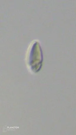 Katodinium - Imagen 4