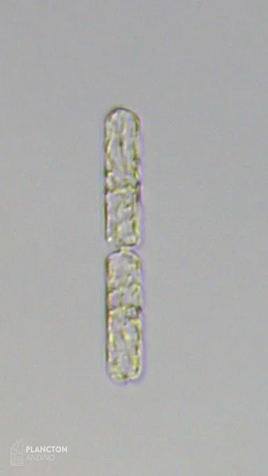 Dactyliosolen fragilissimus - Imagen 4